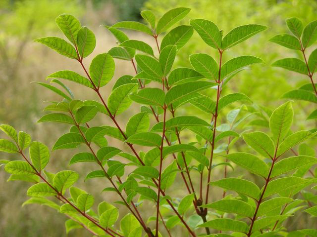 Amur-cork-tree-leaves-cortex Phellodendri