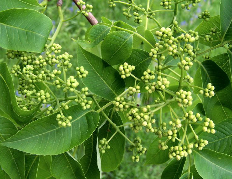Amur-cork-tree-flower-Japanese corktree