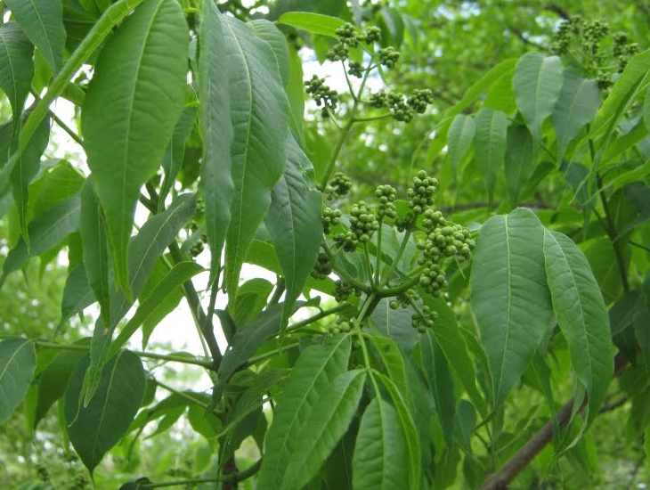 Amur-cork-tree-leaves-kihada