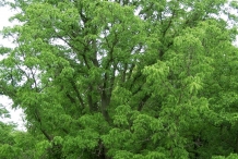 Amur-cork-tree-Yuán bǎi