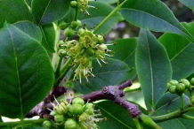 Amur-cork-tree-flower-Guān huángbò