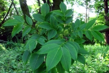 Amur-cork-tree-leaves-Bò mù