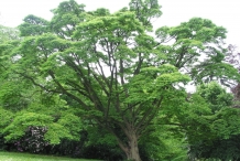 Amur-cork-tree-Huángbò