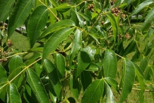 Amur-cork-tree-leaves-phellodendron bark
