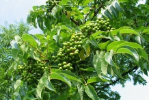 Amur-cork-tree-fruit-Amur cork bark