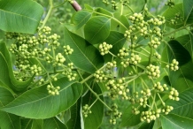 Amur-cork-tree-flower-Japanese corktree