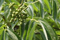 Amur-cork-tree-fruit-Chinese corktree