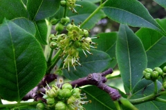 Amur-cork-tree-flower-Guān huángbò