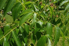 Amur-cork-tree-leaves-phellodendron bark
