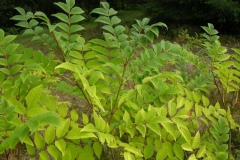 Amur-cork-tree-leaves-Huang Bai