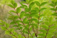 Amur-cork-tree-leaves-cortex Phellodendri