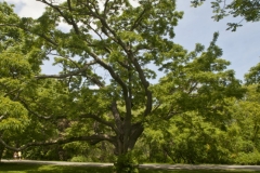 Amur-cork-tree-Amur corktree bark
