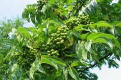 Amur-cork-tree-fruit-Amur cork bark