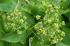 Amur-cork-tree-flower-Japanese corktree