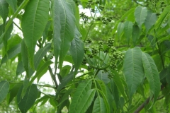 Amur-cork-tree-leaves-kihada