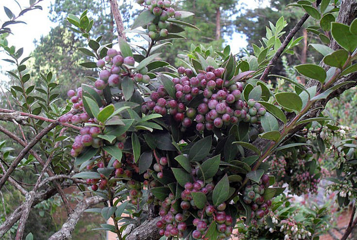 Fruit-clusters-of-Andean-Berry