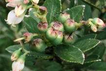 Flower-buds-of-Andean-Berry