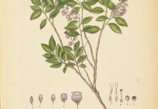 Illustration-of-Andean-Berry