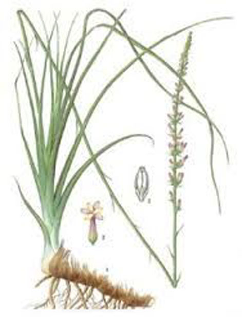 Plant-Illustration-of-Anemarrhena