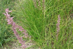 Anemarrhena-plant-growing-wild