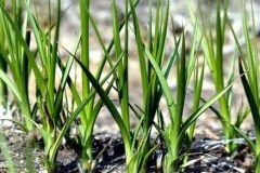 Anemarrhena-plant