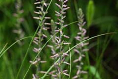 Flowers-of-Anemarrhena
