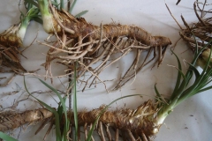 Fresh-rhizomes-of-Anemarrhena