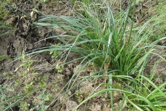 Leaves-of-Anemarrhena