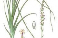 Plant-Illustration-of-Anemarrhena