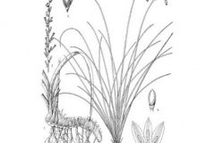 Sketch-of-Anemarrhena