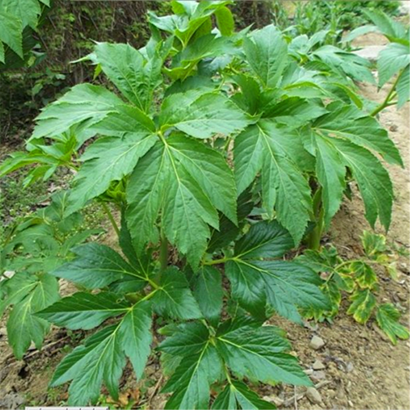 Angelica-plant-with-big-leaves