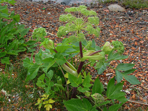 Angelica-plant