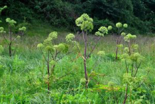 Angelica-bushes