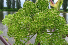 Angelica-fruit