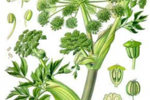 Angelica-plant-Illustration