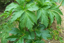 Angelica-plant-with-big-leaves