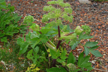 Angelica-plant