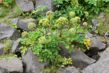 Small-Angelica-plant