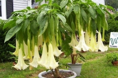 Angels-Trumpet-plant-grown-on-pot