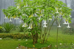 Angels-trumpet-Plant