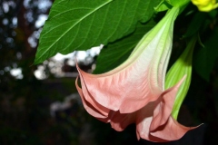 Closer-view-of-flower-of-Angels-trumpet