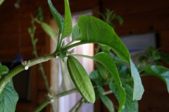Flowering-bud-of-Angels-trumpet