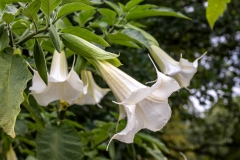 Flowers-of-Angels-Trumpet