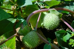 Immature-fruits-of-Angels-trumpet
