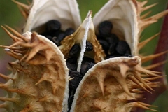Mature-fruit-of-Angels-trumpet