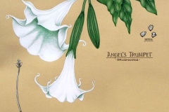 Plant-Illustration-of-Angels-trumpet