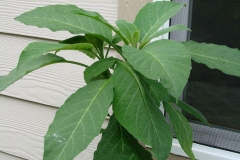 Leaves-of-Angels-Trumpet