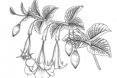 Sketch-of-Angels-trumpet