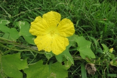 Angled-Loofah-flower