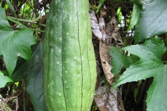 Angled-Loofah-fruit